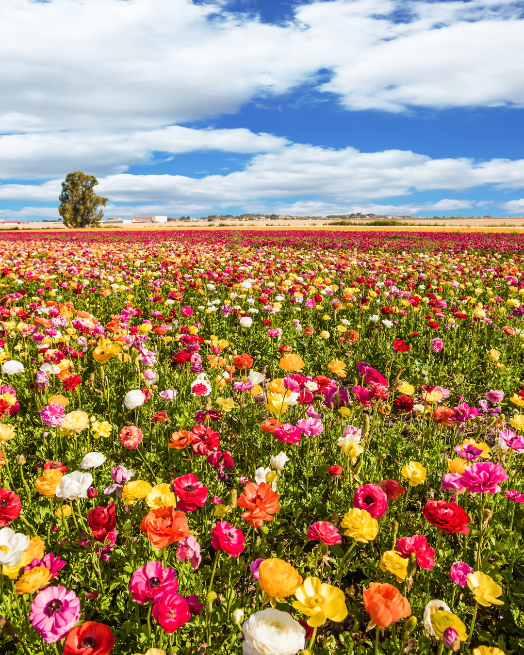 Hormones and the Seasons: A Guide to Your Body's Springtime Shift