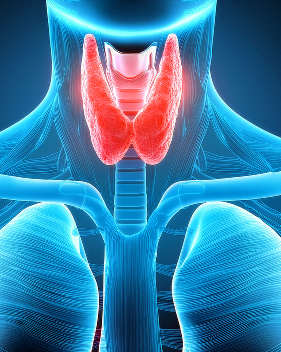 The Endocrine System Explained: Understanding the Hormones That Keep Your Body Running